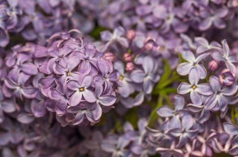 Lilac Stock Photos
