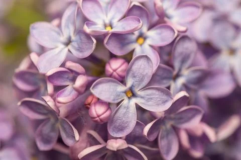 Lilac Stock Photos