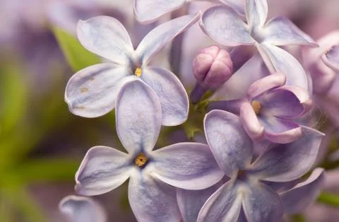 Lilac Stock Photos