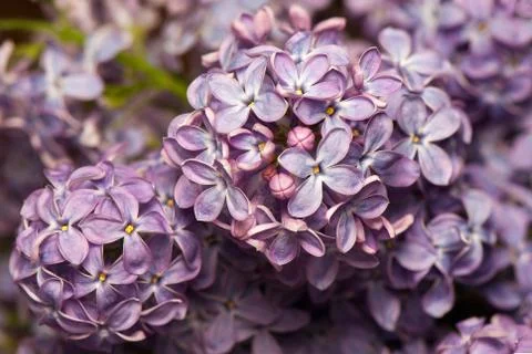 Lilac Stock Photos