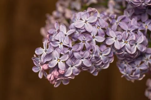Lilac Stock Photos