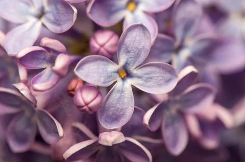 Lilac Stock Photos