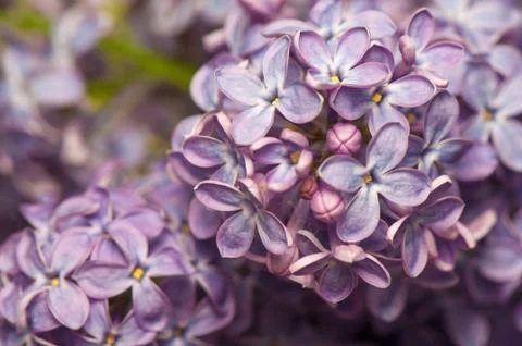 Lilac Stock Photos