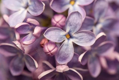 Lilac Stock Photos