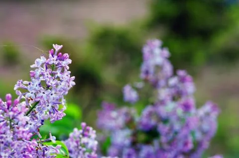 Lilac Stock Photos