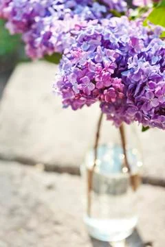 Lilac Stock Photos