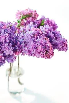 Lilac Stock Photos