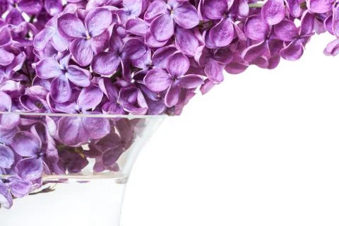 Lilac Foto stock