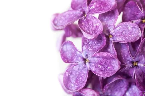 Lilac Stock Photos