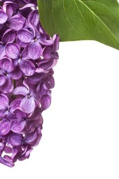 Lilac Stock Photos