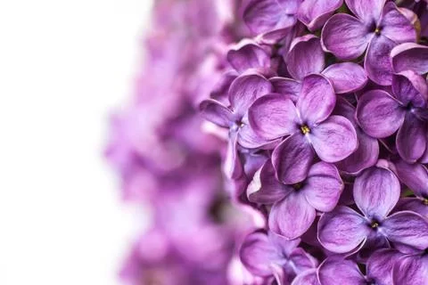Lilac Stock Photos