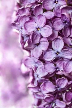 Lilac Stock Photos