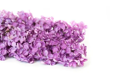 Lilac Stock Photos