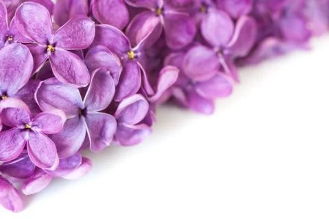 Lilac Stock Photos