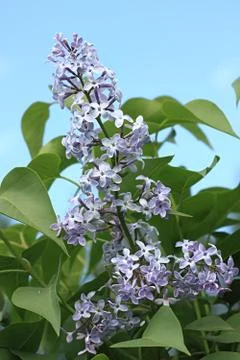 Lilac Stock Photos