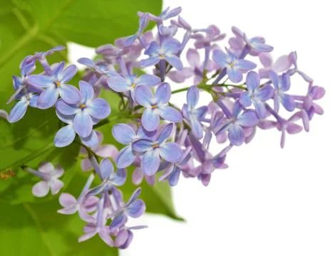 Lilac Stock Photos