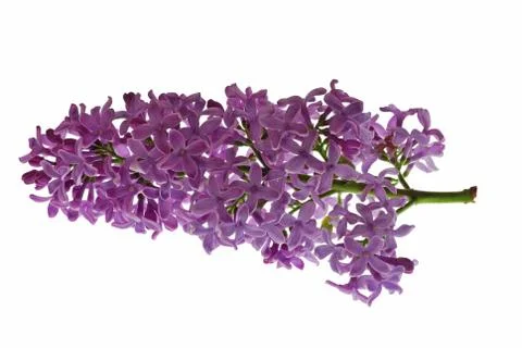 Lilac Foto stock
