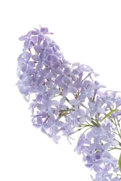 Lilac Foto stock