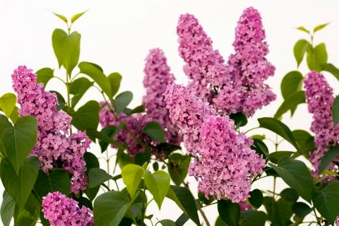 Lilac Stock Photos