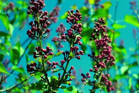 Lilac Stock Photos
