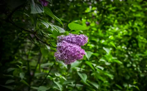 Lilac Stock Photos