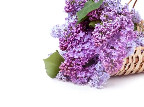 Lilac Stock Photos