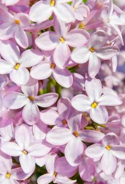 Lilac Stock Photos