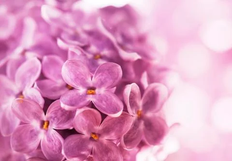 Lilac Stock Photos