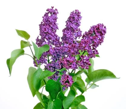 Lilac. Stock Photos