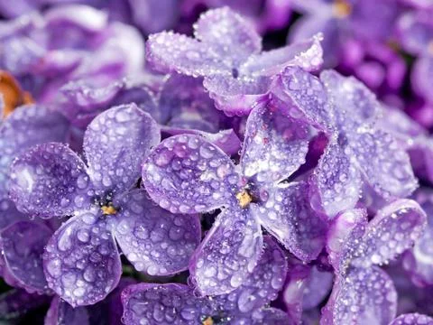 Lilac. Stock Photos