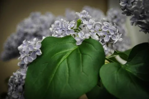 Lilac Stock Photos