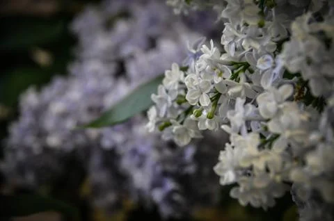 Lilac Stock Photos