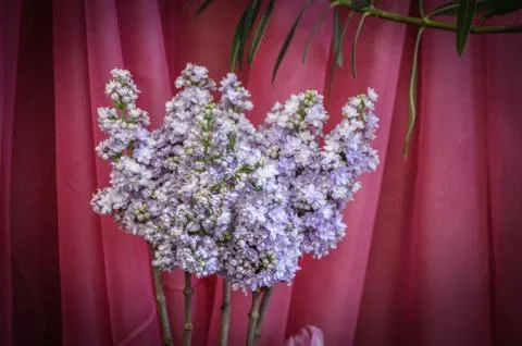 Lilac Stock Photos