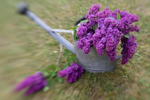 Lilac Stock Photos