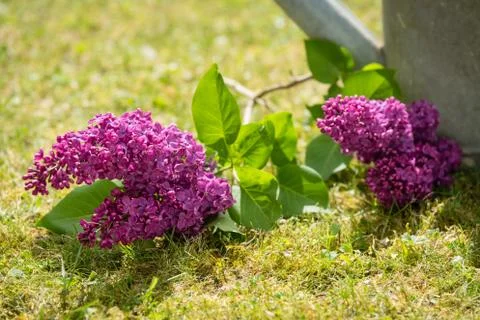 Lilac Stock Photos