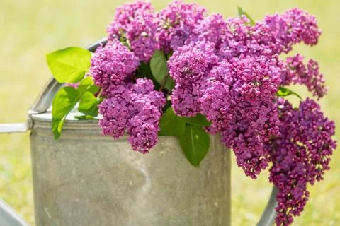 Lilac Stock Photos