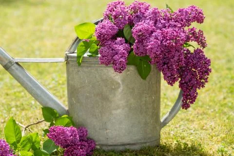 Lilac Stock Photos