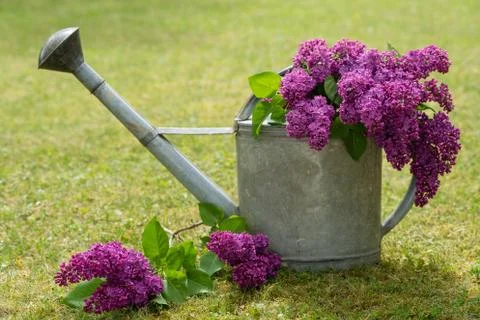 Lilac Stock Photos