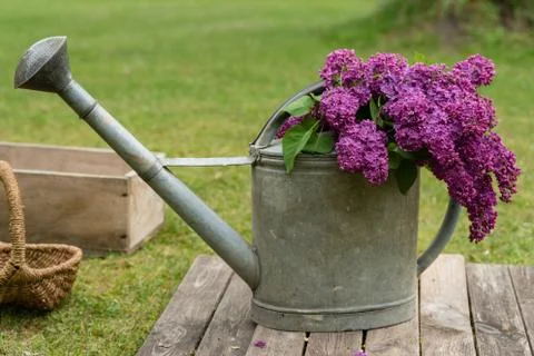 Lilac Stock Photos