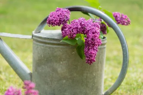 Lilac Stock Photos