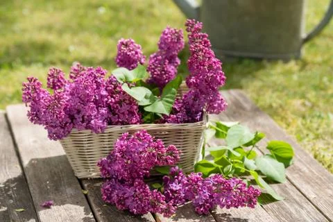 Lilac Stock Photos