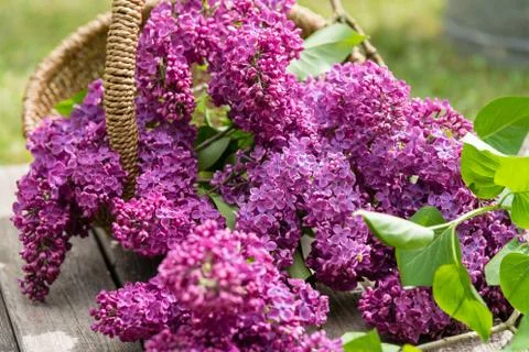 Lilac Stock Photos