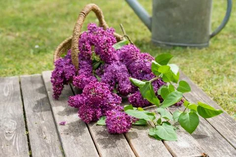 Lilac Foto stock
