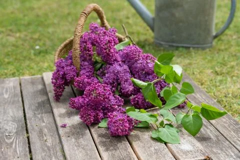 Lilac Fotos de archivo