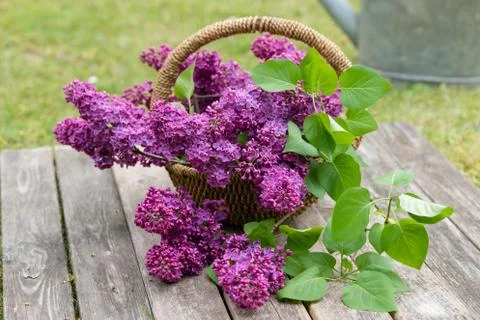 Lilac Foto stock