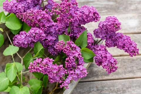 Lilac Stock-Fotos