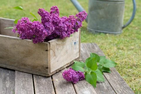 Lilac Stock Photos