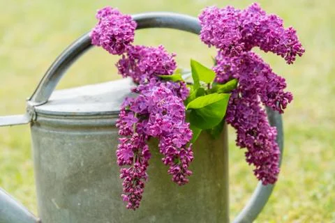 Lilac Foto stock