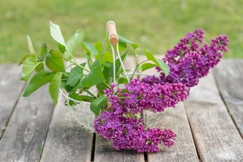 Lilac Foto stock