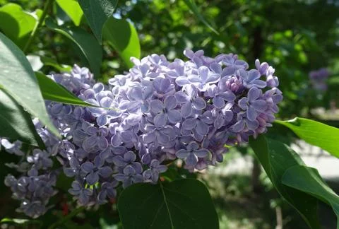 Lilac 스톡 사진